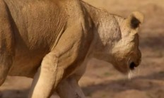 比赛中出现了不可思议的一幕